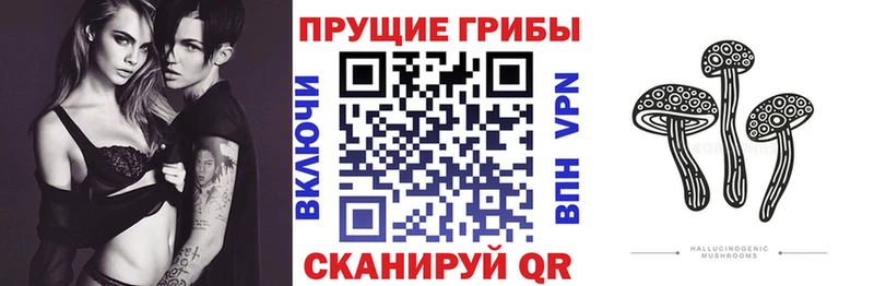 Псилоцибиновые грибы Cubensis  Апатиты 